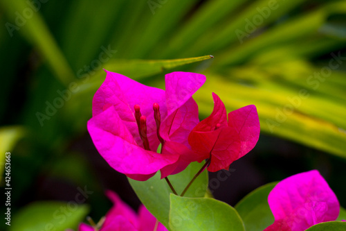 flowers and patterns