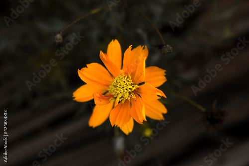 flowers and patterns