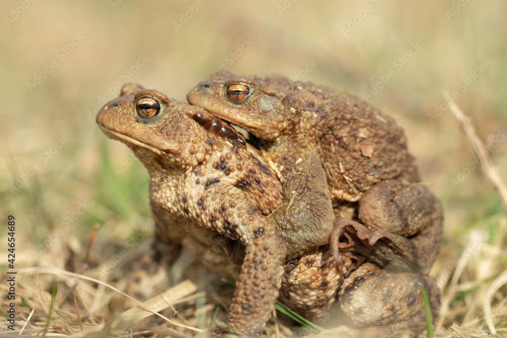 Pair of toads, (Bufo bufo,)the male mounts on the females back. Pair of toads, (Bufo bufo,)the male mounts on the females back.