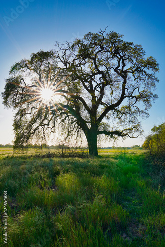 Sunstar on mature oak tree