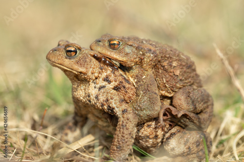 Pair of toads, (Bufo bufo,)the male mounts on the females back.