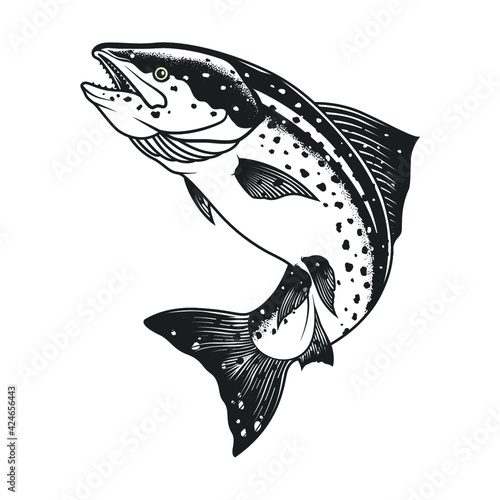 salmon fish sketch, illustration, vector