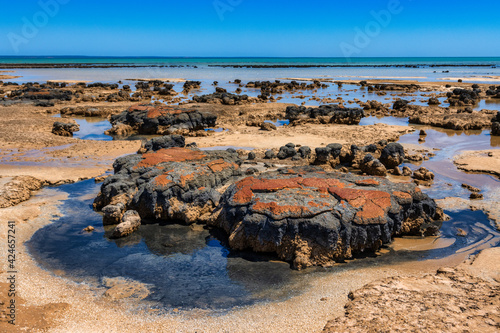 Close up of Stromatolites, at Hamelin Pool, near Denham, Western Australia (Shark Bay) photo