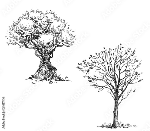 Hand drawn sketch black and white of tree, leaf, plant, branch. Vector illustration. Elements in graphic style label, card, sticker, menu, package. Engraved style.