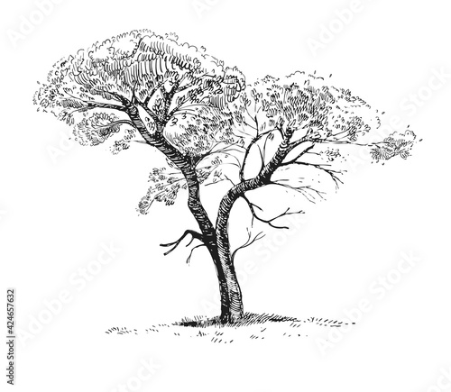 Hand drawn sketch black and white of tree, leaf, plant, branch. Vector illustration. Elements in graphic style label, card, sticker, menu, package. Engraved style.