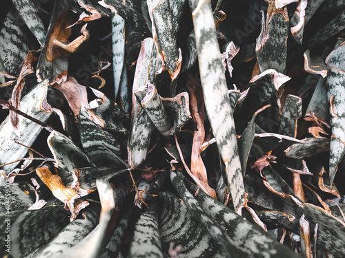 fire in the forest