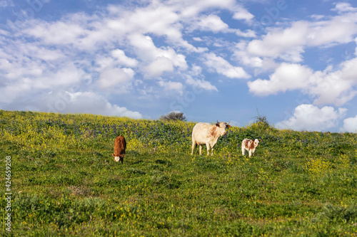 Pastoral view. Cows grazing on a blooming field against the background of the sky