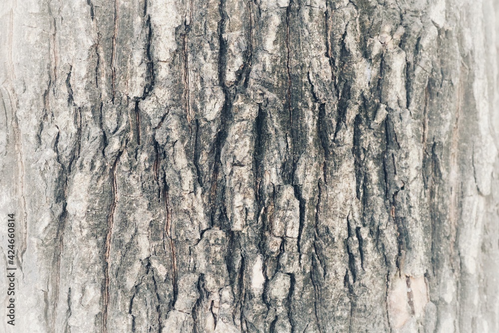 Obraz premium wood texture