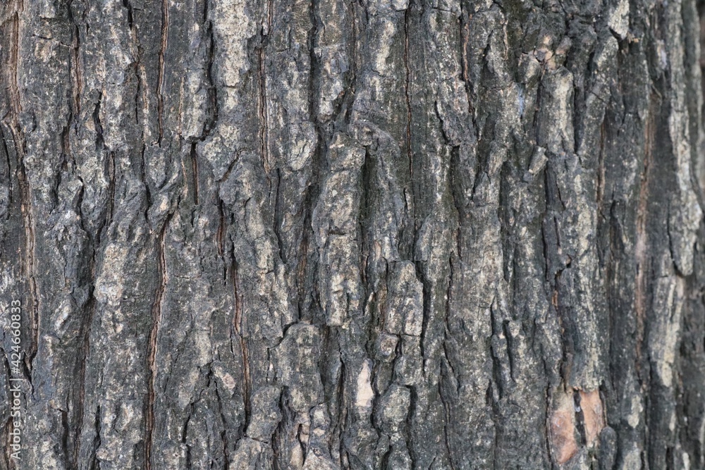 Obraz premium bark of a tree
