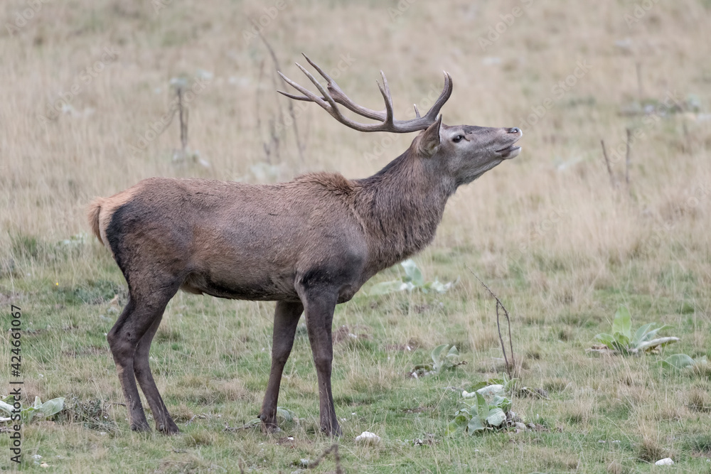 Fototapeta premium Portrait of isolated deer male (Cervus elaphus)
