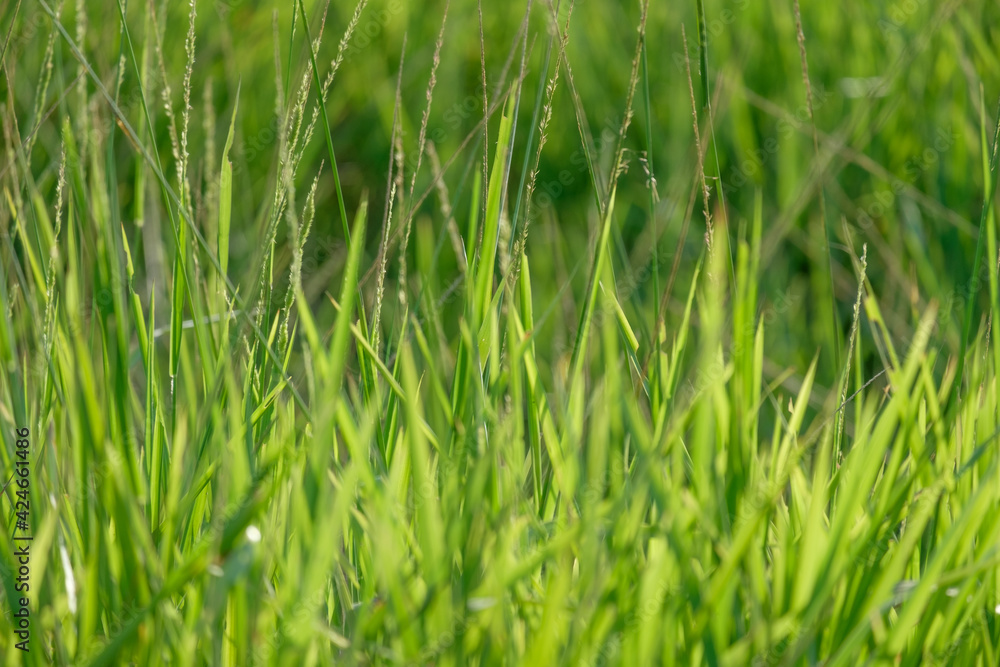 Fresh green grass closeup background. Soft Focus Fresh green grass closeup background. Soft Focus