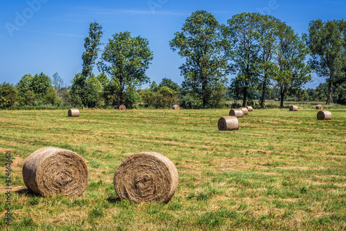 Straw bales on a field in Modlimowo village, Zachodniopomorskie - West Pomerania region of Poland photo