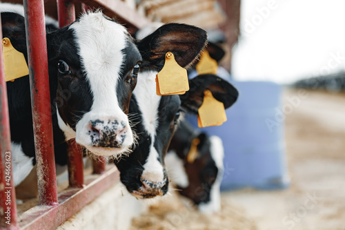 Fototapeta Young bull calf in a stall on a farm