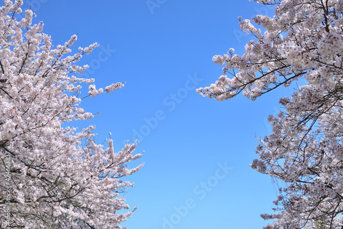 三重県伊勢市　宮川堤の桜