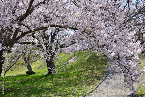 三重県伊勢市　宮川堤の桜