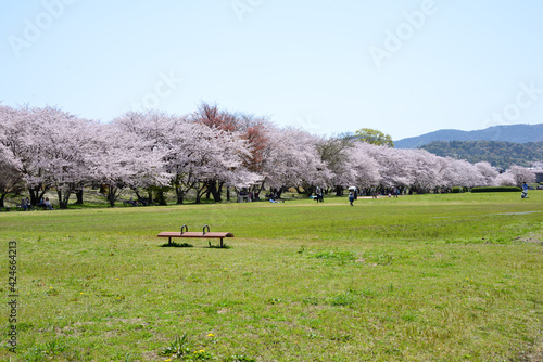 三重県伊勢市　宮川堤の桜