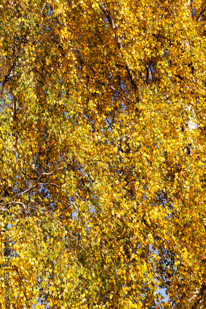 beautiful natural birch foliage that changed color beautiful natural birch foliage that changed color