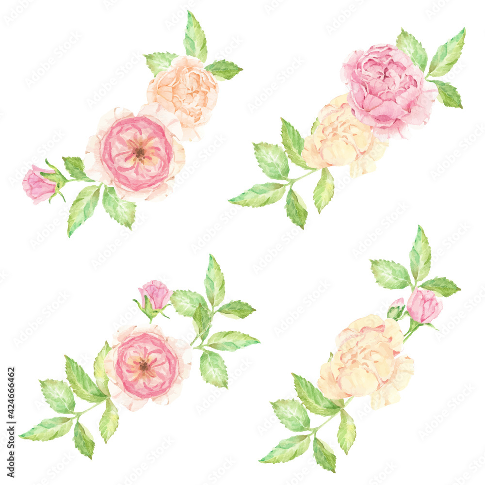 watercolor beautiful English rose flower bouquet isolated on white background