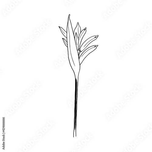 Bird of paradise flower. Drawing and sketch with black and white line-art. line drawn vector.