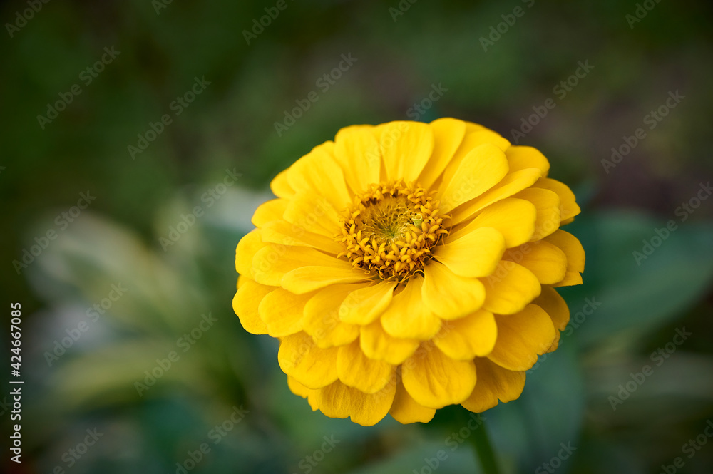 Bright Yellow zinnia flower in the garden (common zinnia, youth-and-age, elegant zinnia). blurred green background. Bright Yellow zinnia flower in the garden (common zinnia, youth-and-age, elegant zinnia). blurred green background.
