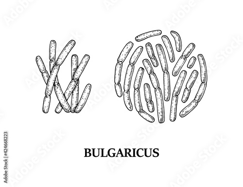 Hand drawn probiotic bulgaricus bacteria. Good microorganism for human health and digestion regulation. Vector illustration in sketch style
