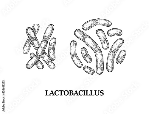 Hand drawn probiotic lactobacillus bacteria. Good microorganism for human health and digestion regulation. Vector illustration in sketch style