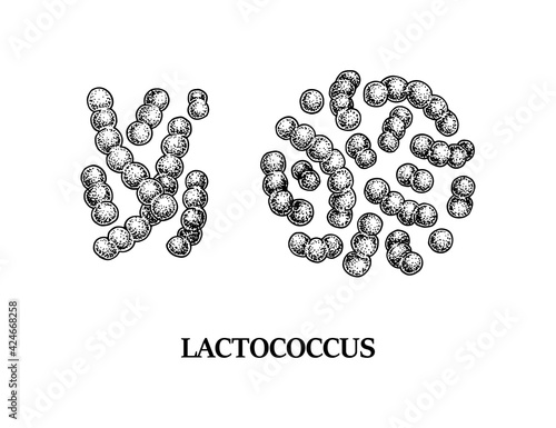 Hand drawn probiotic lactococcus bacteria. Good microorganism for human health and digestion regulation. Vector illustration in sketch style