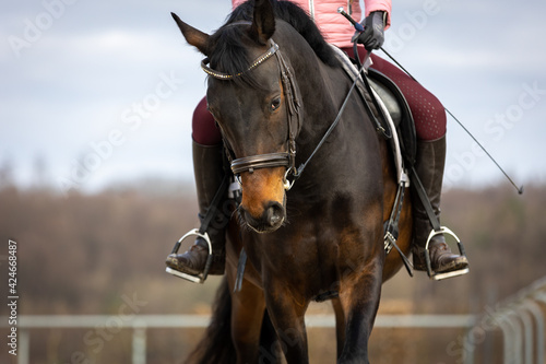 Horse dressage in portraits from the front with rider on the riding arena, head of the horse in focus..