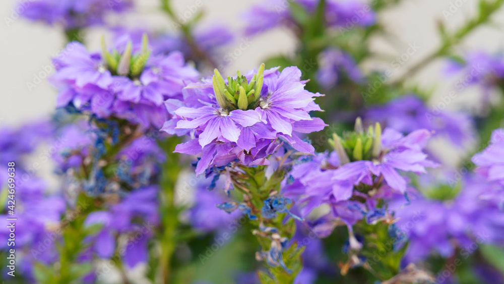 (Scaevola aemula) Blaue Fächerblume mit blaue oder tief blauviolette Kronblätter. Liegend-aufsteigend, verzweigt Stängel, behaart verkehrt-eiförmig bis spatelförmig Laubblätter (Scaevola aemula) Blaue Fächerblume mit blaue oder tief blauviolette Kronblätter. Liegend-aufsteigend, verzweigt Stängel, behaart verkehrt-eiförmig bis spatelförmig Laubblätter