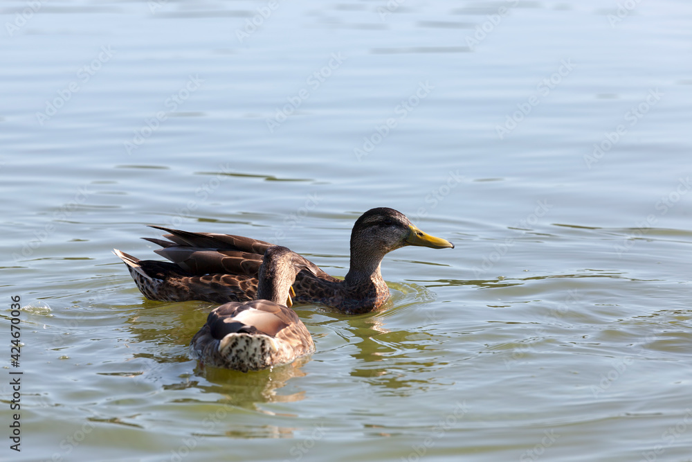 wild birds ducks in their natural habitat wild birds ducks in their natural habitat