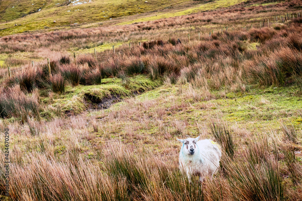 Fototapeta premium Sheep in a green field in a tall grass