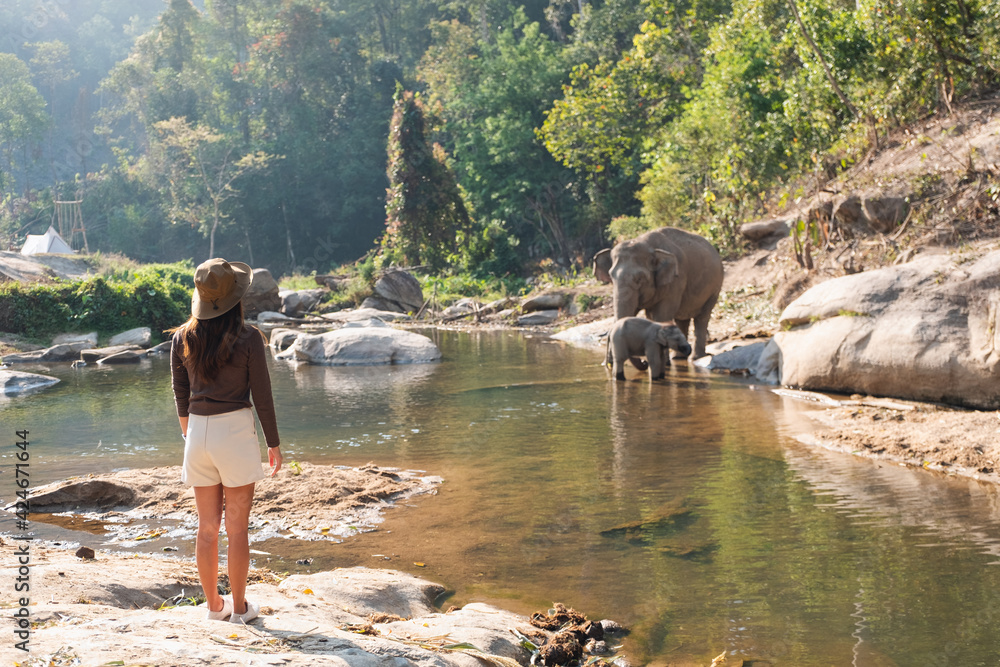 Fototapeta premium Rear view image of a female traveler looking at the mother and baby elephants by the river in the forest