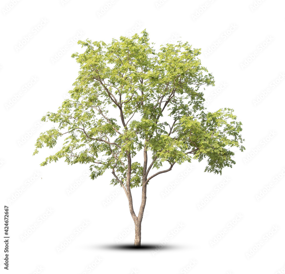 Obraz premium tree isolated on white background
