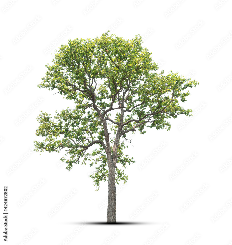 Obraz premium tree isolated on white background