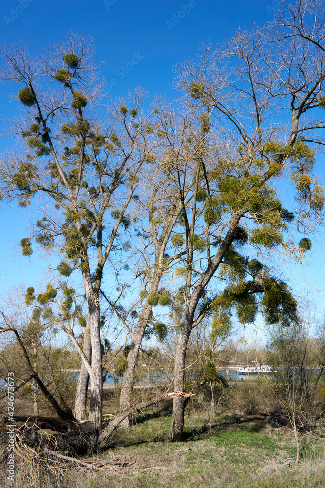 a beautiful mistletoe tree under blue sky a beautiful mistletoe tree under blue sky