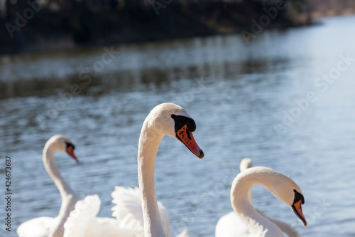 white swans living on the lake near the city