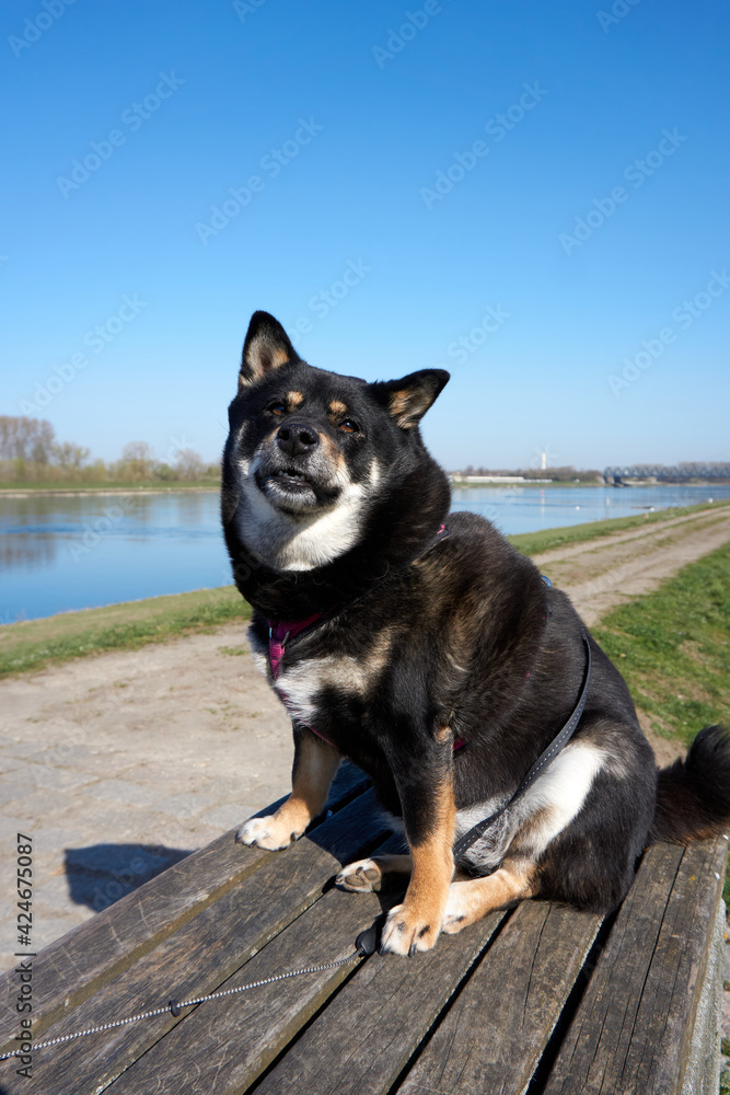 shiba inu dog posing on a wooden bench on the beautiful rhine river under a blue sky