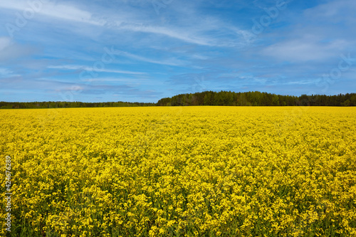 Fototapeta Naklejka Na Ścianę i Meble -  Blooming yellow rapeseed field on a sunny day. Agriculture.