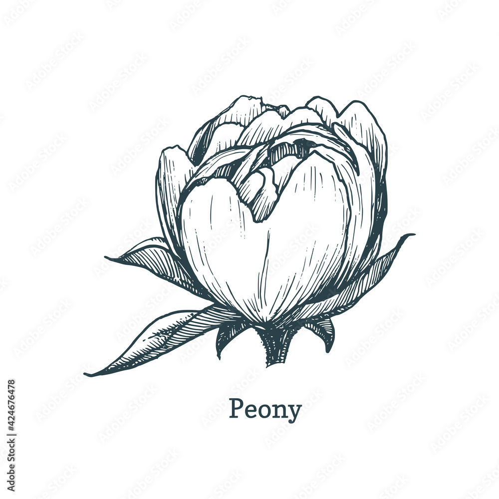Fototapeta premium Peony drawing in engraving style. Sketch in vector