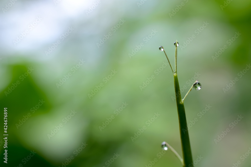 A large, beautiful drop of clear water on a green macro sheet. Dew drops in the morning glow in the sun. Beautiful texture of the leaves in nature. bokeh background A large, beautiful drop of clear water on a green macro sheet. Dew drops in the morning glow in the sun. Beautiful texture of the leaves in nature. bokeh background