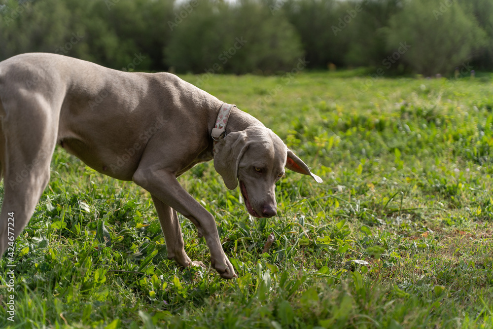 Perro Braco marrón chocolate corriendo en el campo, cacería