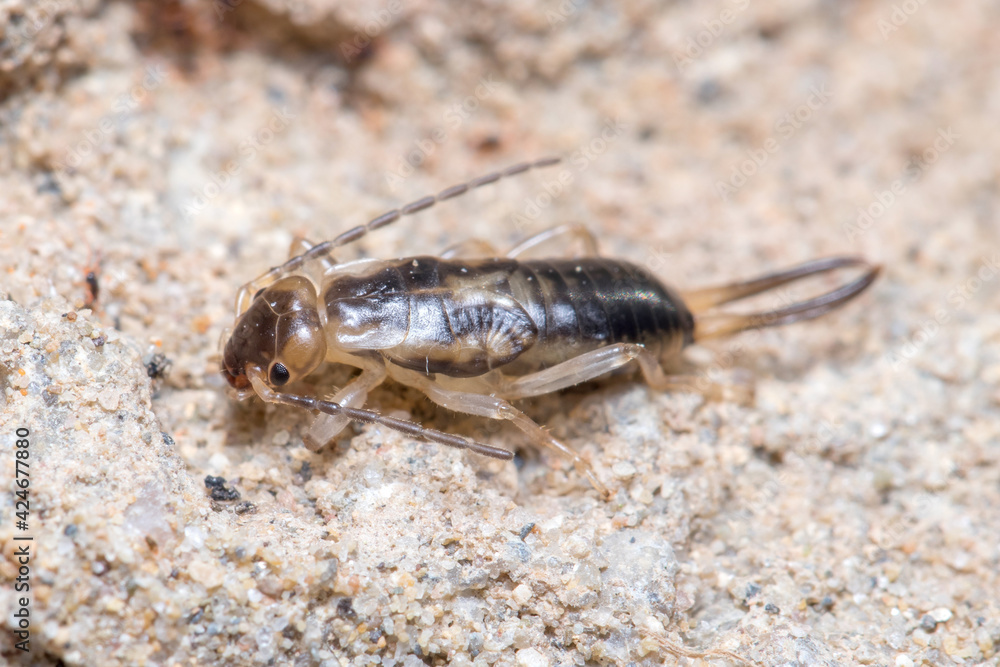 Common earwig, Forficula auricularia, walking on a rock on a sunny day. High quality photo Common earwig, Forficula auricularia, walking on a rock on a sunny day. High quality photo