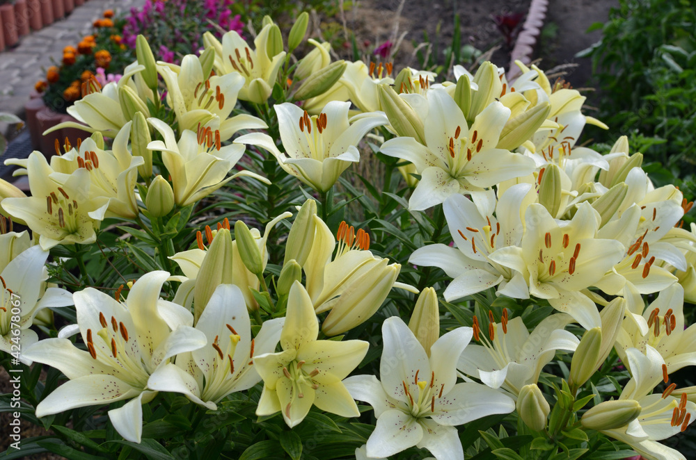 Obraz premium Lilium