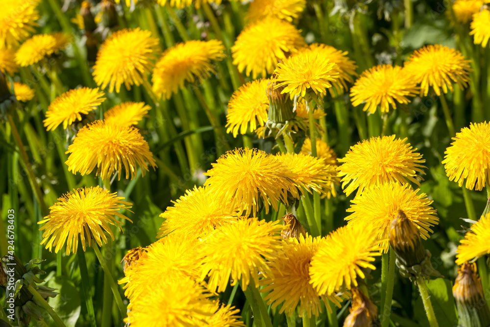 bright yellow blooming dandelions in the field bright yellow blooming dandelions in the field