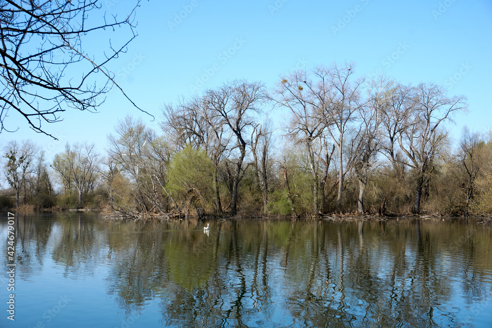Obraz premium beautiful trees reflected in a blue lake