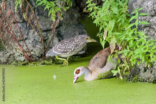 bird - kwak en Canadese gans photo