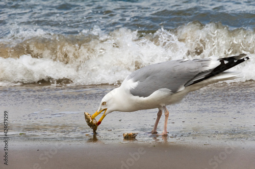 seagull on the beach - Zilvermeeuw - Larus argentatus photo
