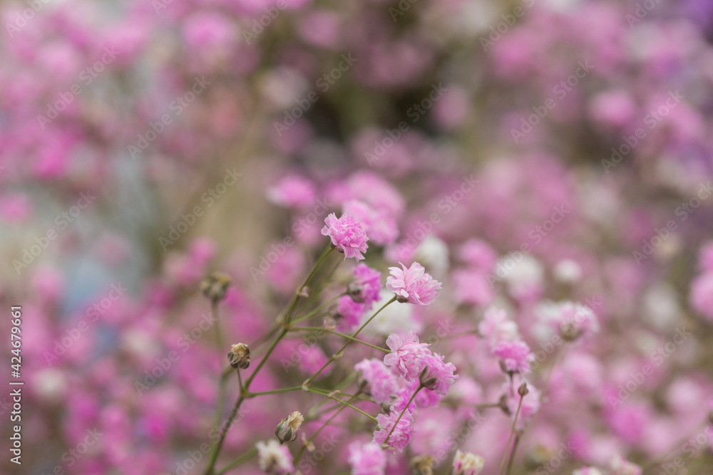Colored dried flowers gypsophila,Gypsophila paniculata Colored dried flowers gypsophila,Gypsophila paniculata