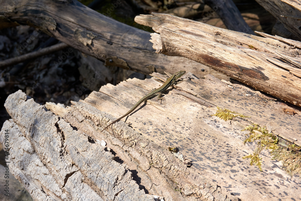 green lizard sunbathing on a tree trunk green lizard sunbathing on a tree trunk