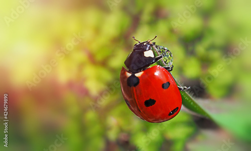 red ladybug on green blade of grass sunlight